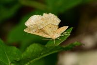 Cepphis advenaria
