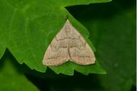 Pechipogo strigilata