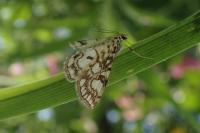 Elophila nymphaeata