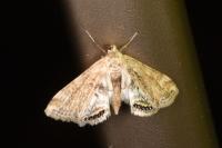Cataclysta lemnata