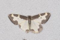 Lomaspilis marginata