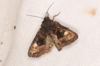 Euplexia lucipara