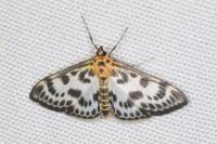 Anania hortulata