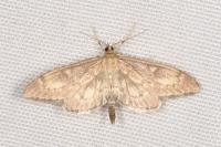 Anania lancealis