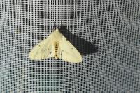 Spilarctia lutea