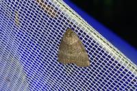 Ochropacha duplaris