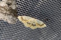 Cyclophora annularia