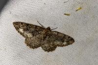 Parectropis similaria