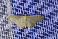 Idaea aversata