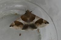Dysgonia algira