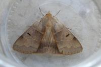 Minucia lunaris
