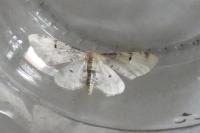 Idaea filicata