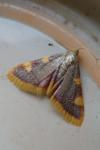 Hypsopygia costalis