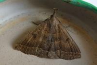 Polypogon plumigeralis