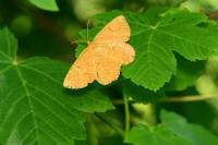 Angerona prunaria