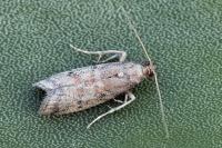Ephestia woodiella