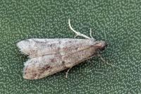Ephestia woodiella