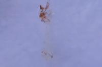 Ephestia woodiella