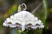 Scopula decorata