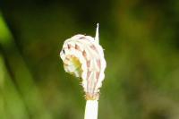 Cleonymia baetica baetica