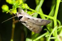 Dichagyris flammatra