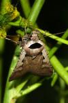 Dichagyris flammatra