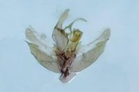 Euchromius vinculellus