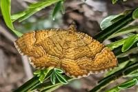 Camptogramma bilineata