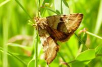 Synthymia fixa