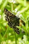 Euclidia mi