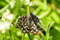Euclidia mi