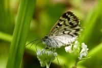 Euclidia mi
