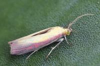 Oncocera semirubella