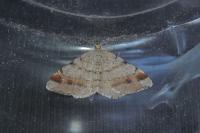 Macaria liturata