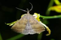 Polypogon plumigeralis