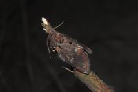 Notodonta dromedarius