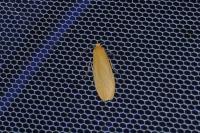 Wittia sororcula