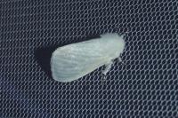 Leucoma salicis