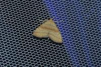 Herminia tarsicrinalis