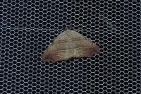 Laspeyria flexula