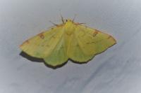 Opisthograptis luteolata