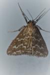 Evergestis frumentalis