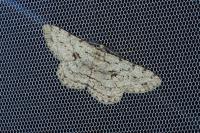 Hypomecis roboraria