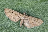 Eupithecia intricata