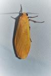 Wittia sororcula