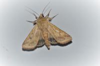 Helicoverpa armigera