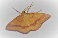 Rhodostrophia calabra