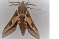 Hyles euphorbiae