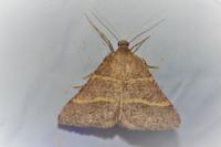 Perigune narbonea