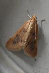 Achyra nudalis